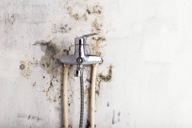 Best Same-Day Mold Removal  in Crawford, GA