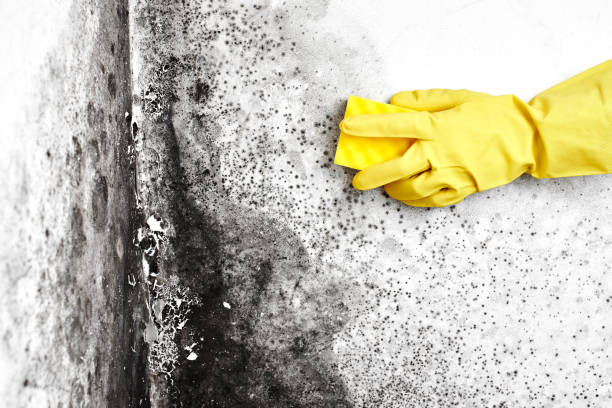 Best Commercial Mold Removal  in Crawford, GA