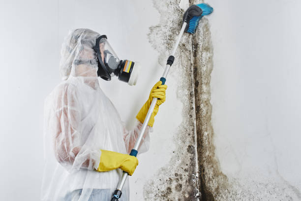 Best Mold Damage Repair  in Crawford, GA