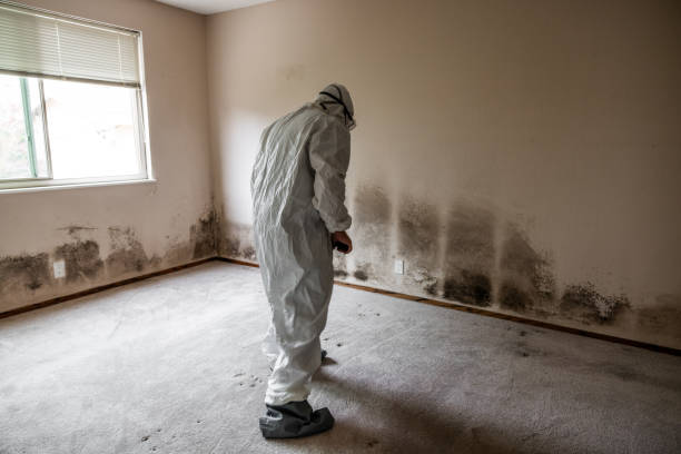 Home Mold Removal in Crawford, GA